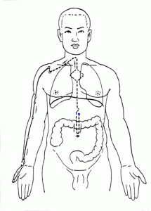 人体十二经络走向图【转】